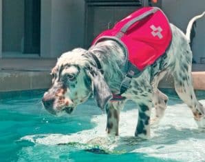cool binz live dog mascot getting ready to jump into water